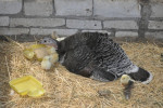 Ook andere dieren hebben hun eigen plek